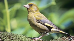 Greenfinch populations have been badly hit by this new disease