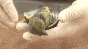 Bird autopsy: Becki Lawson performs a post mortem on a greenfinch and reveals the external and internal signs of the deadly disease